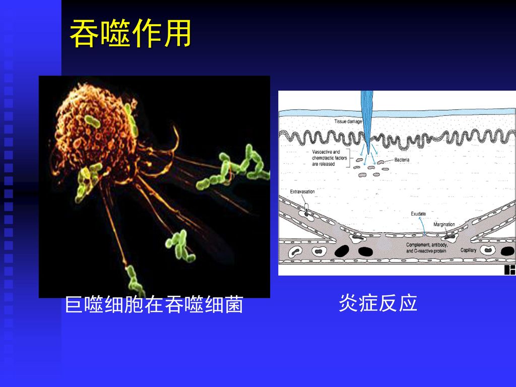 第五章,细菌的感染与免疫 斗争 细菌 机体免疫力 细菌侵入机体能否引